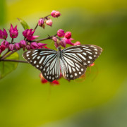 photographer_image