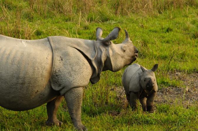 category Wildlife